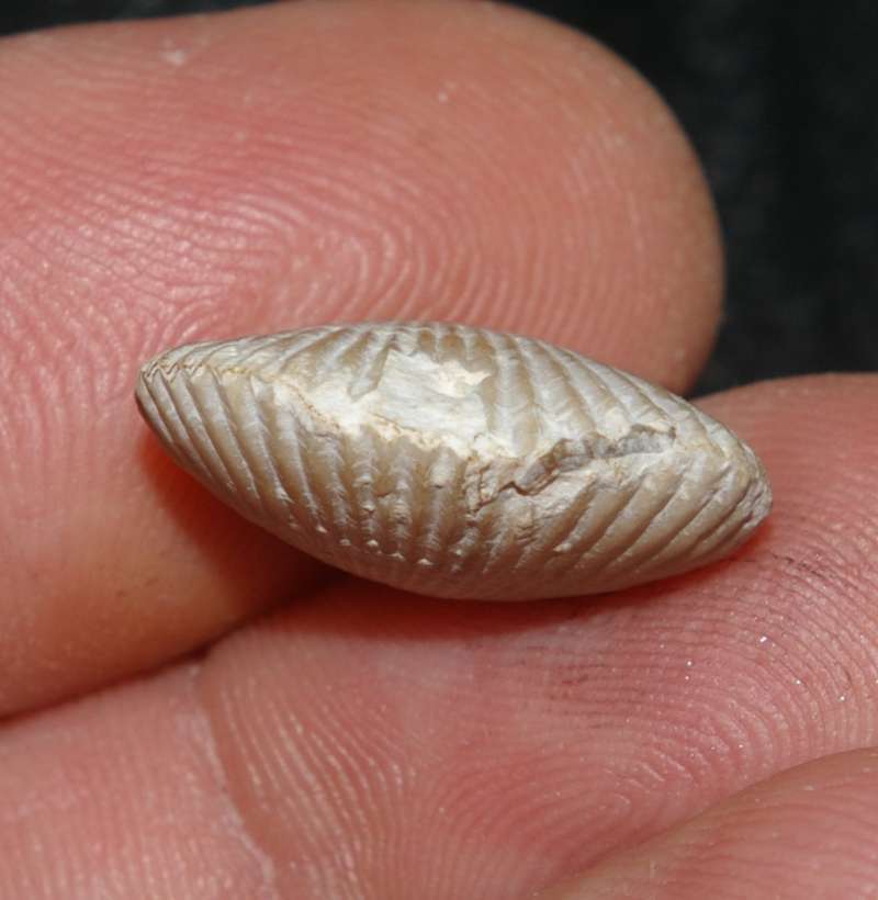 Cyclothyris difformis