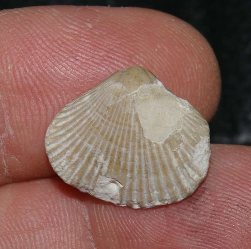 Cyclothyris difformis