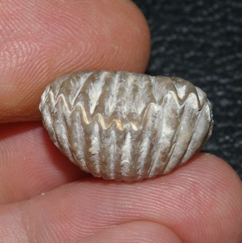 Cyclothyris punfieldensis