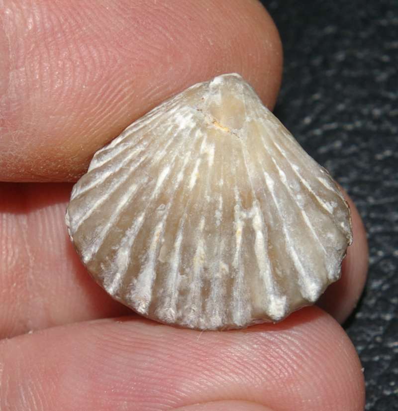 Cyclothyris punfieldensis