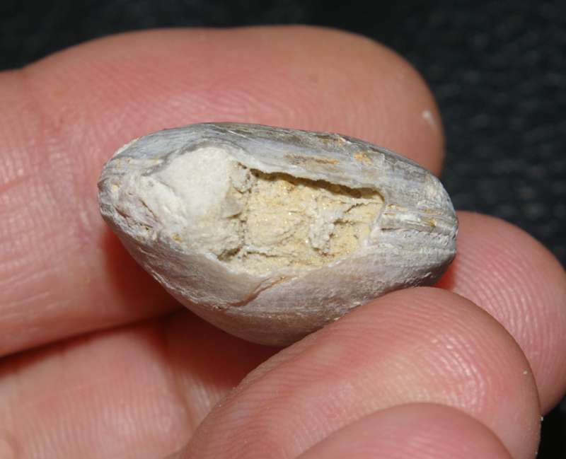 Capillithyris