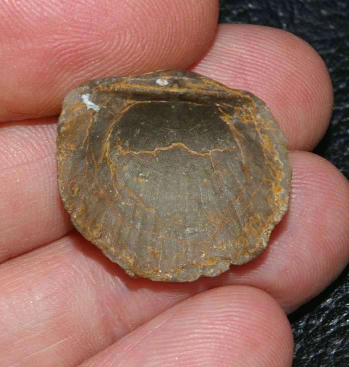 Protodouvilliana interstrialis