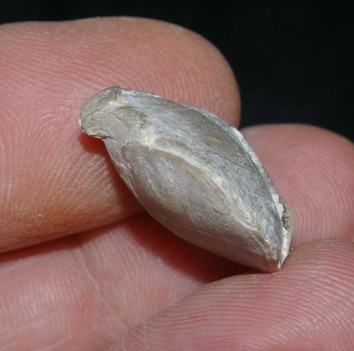 Arcuatothyris arcuata