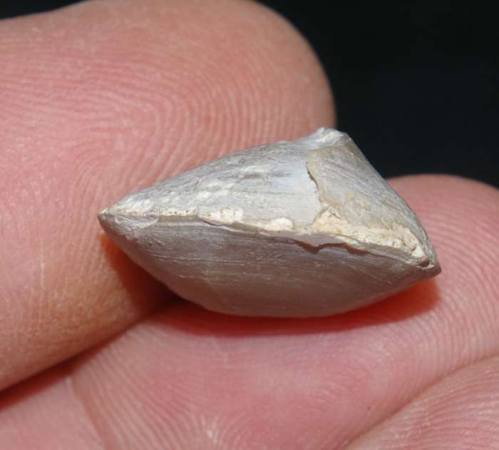 Arcuatothyris arcuata