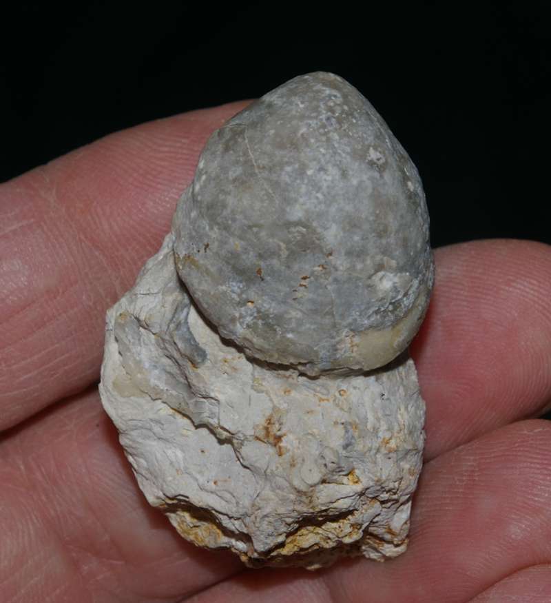 Cenomanian fossil brachiopod