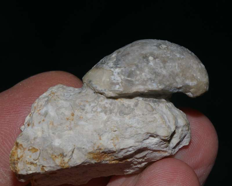 Cenomanian fossil brachiopod