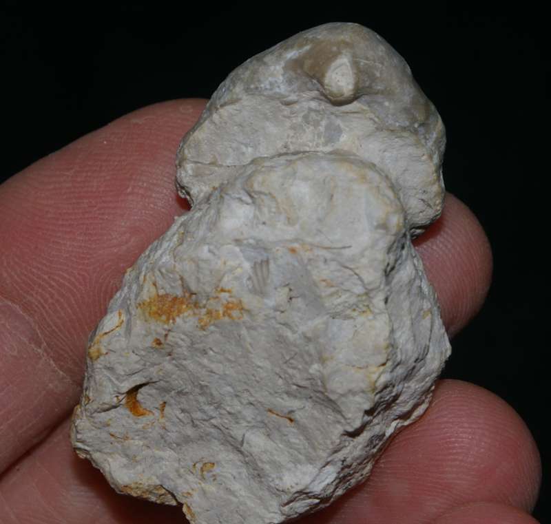 Cenomanian fossil brachiopod