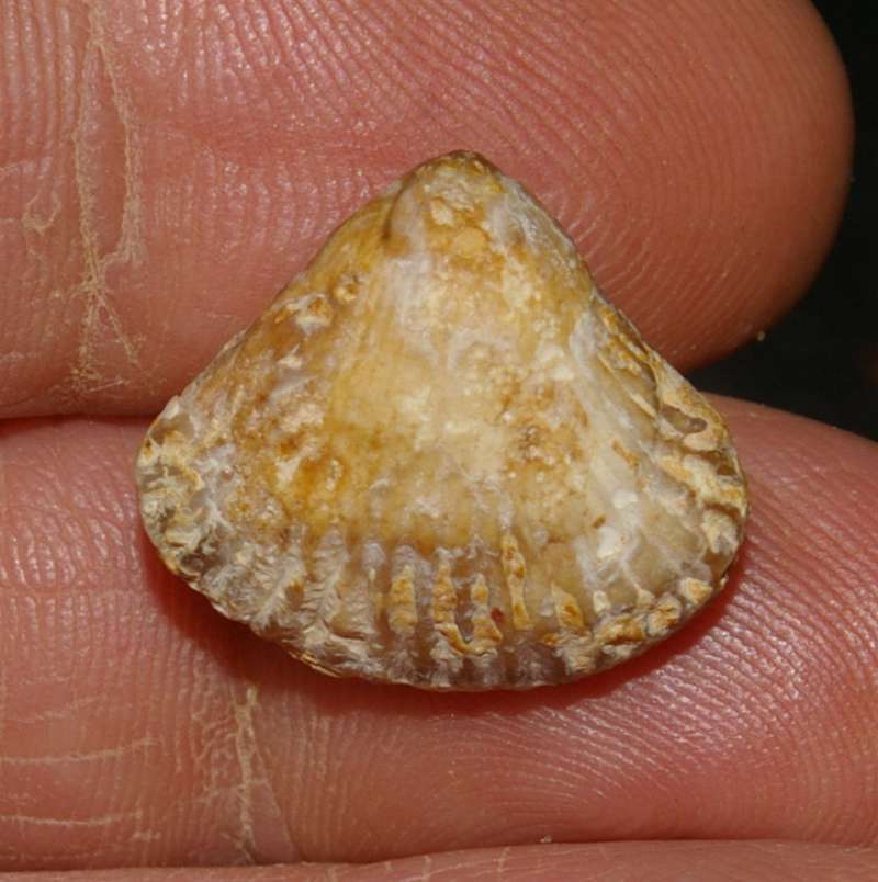 Septaliphoria astieriformis fossil brachiopod