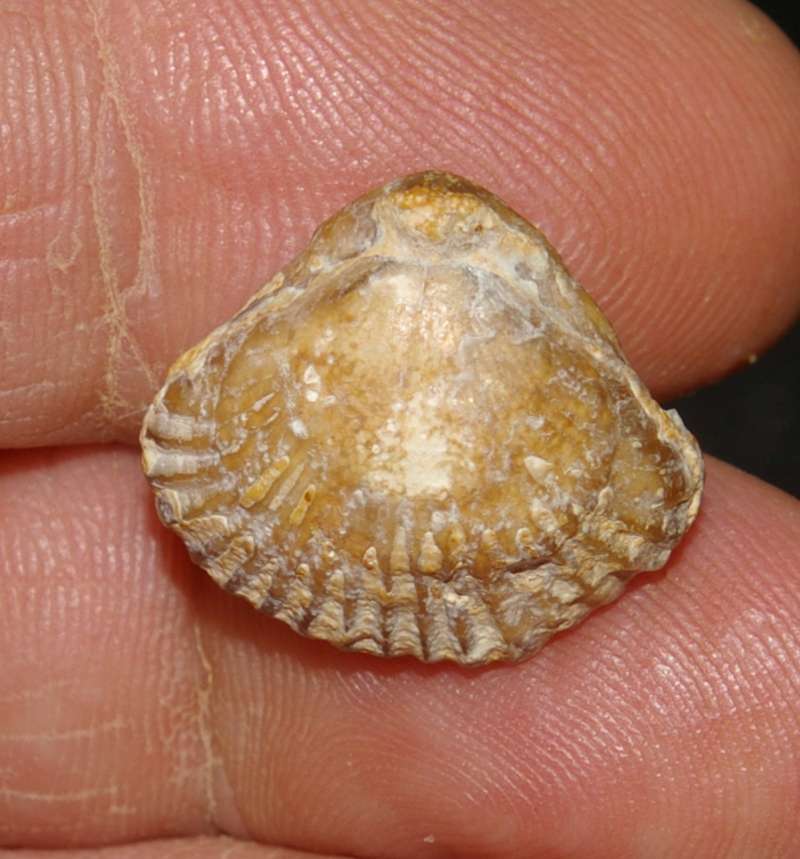 Septaliphoria astieriformis fossil brachiopod