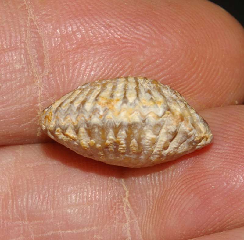 Septaliphoria astieriformis fossil brachiopod