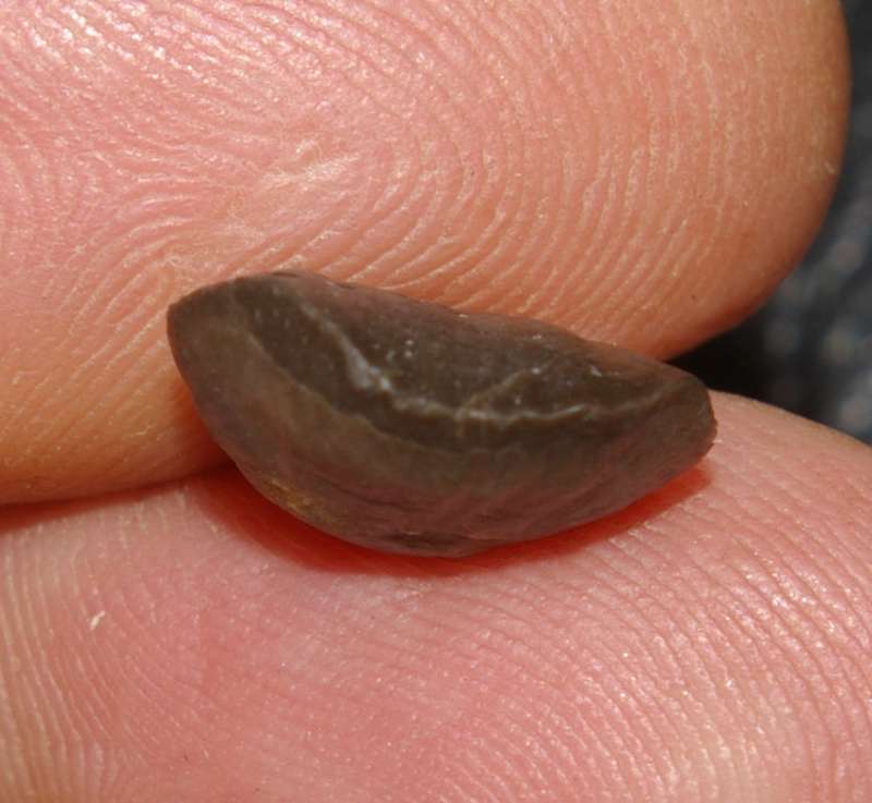Devonian rhynchonellid brachiopod