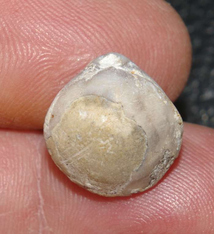 Oxfordian fossil brachiopod