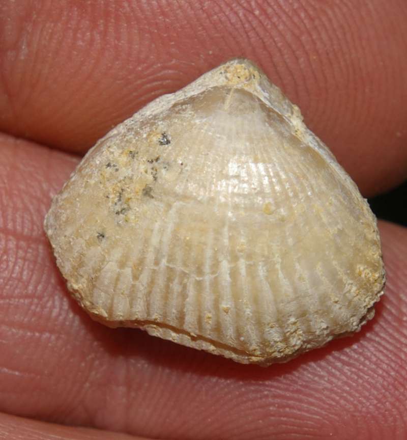 Rhynchonella compressa