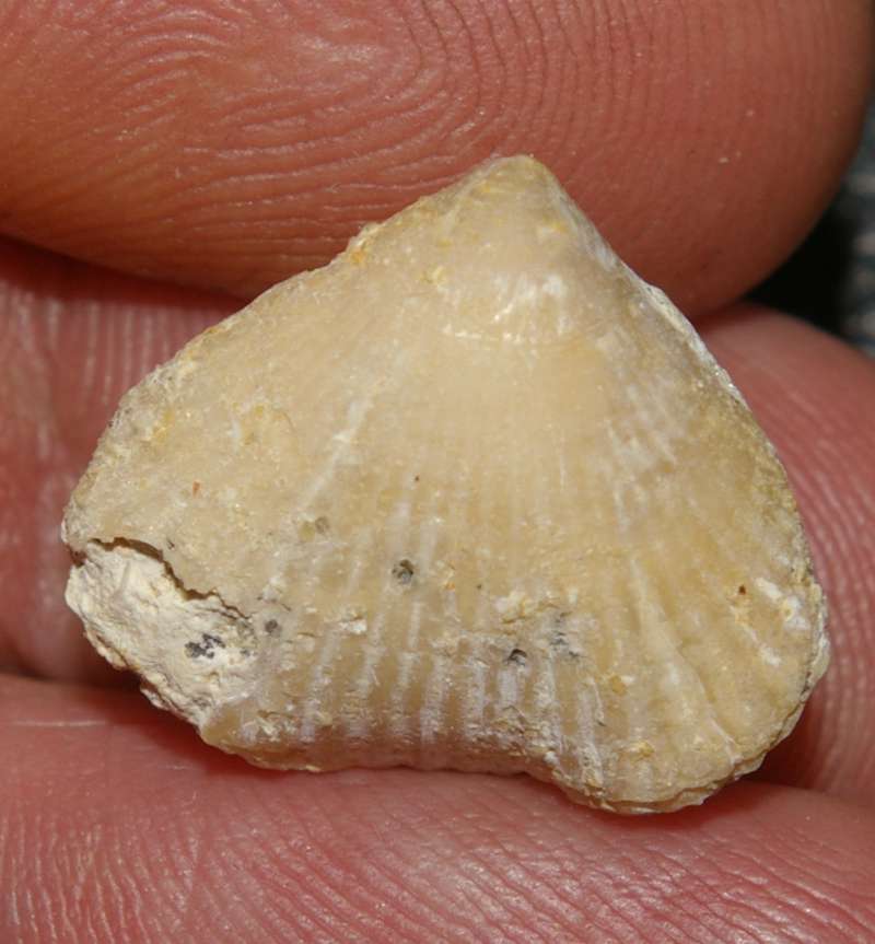 Rhynchonella compressa