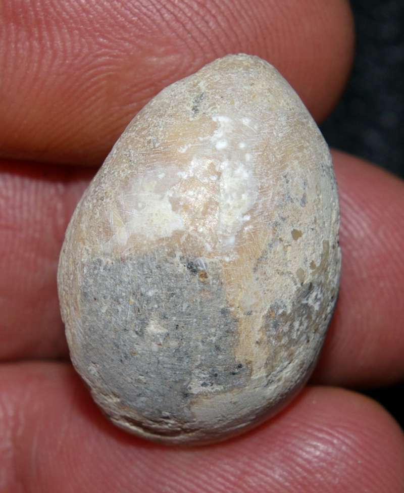 Terebratula semiglobosa