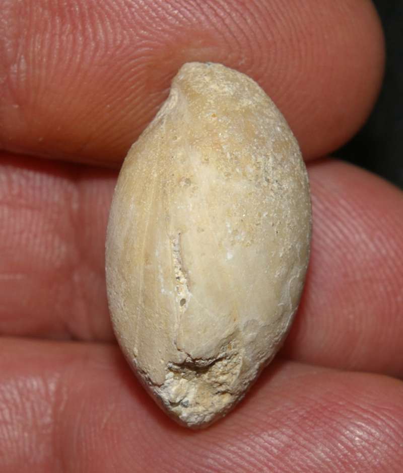 Terebratula sulcifera