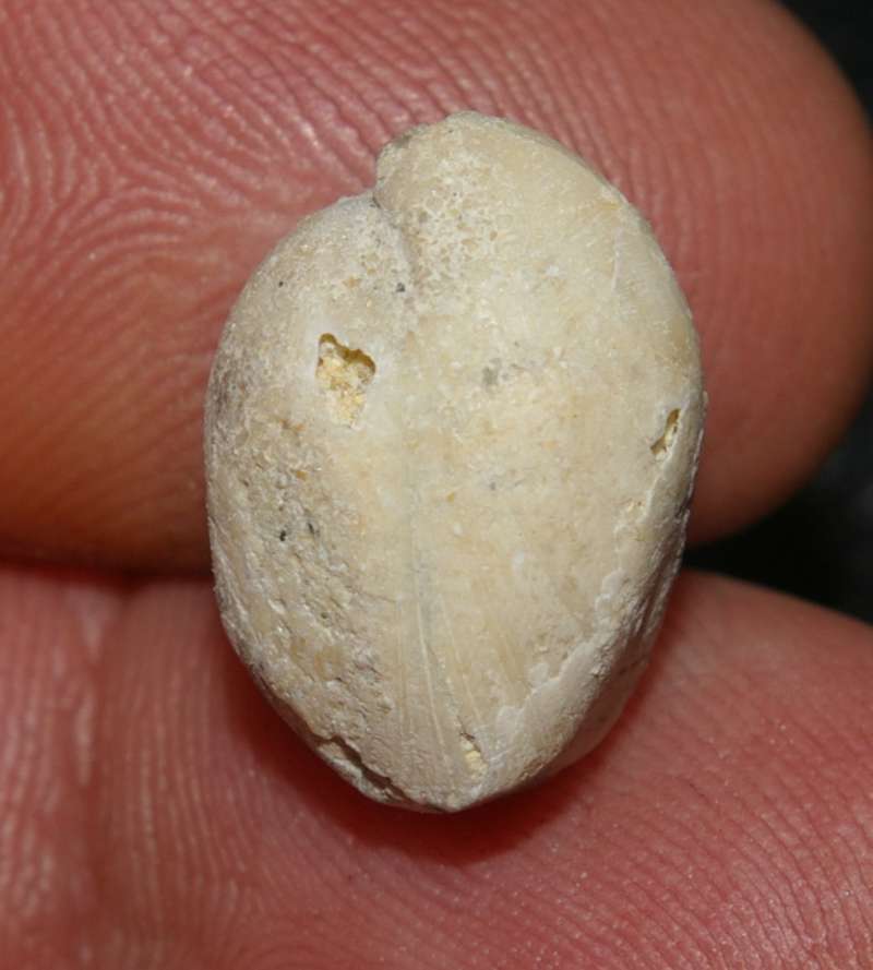 Terebratula dutemplei