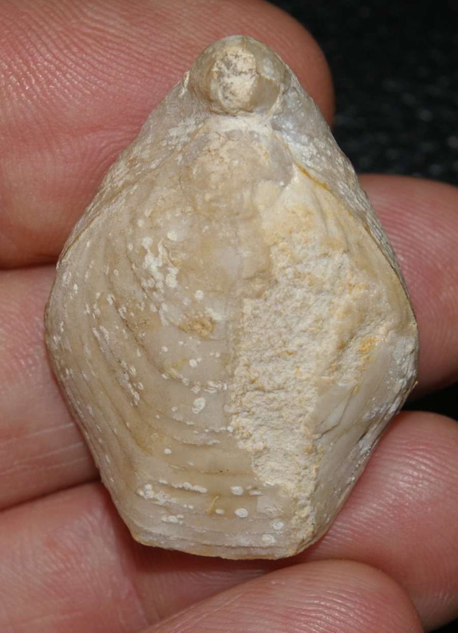 terebratulid brachiopod