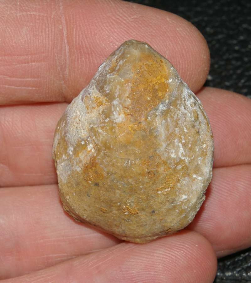 Terebratula calloviensis