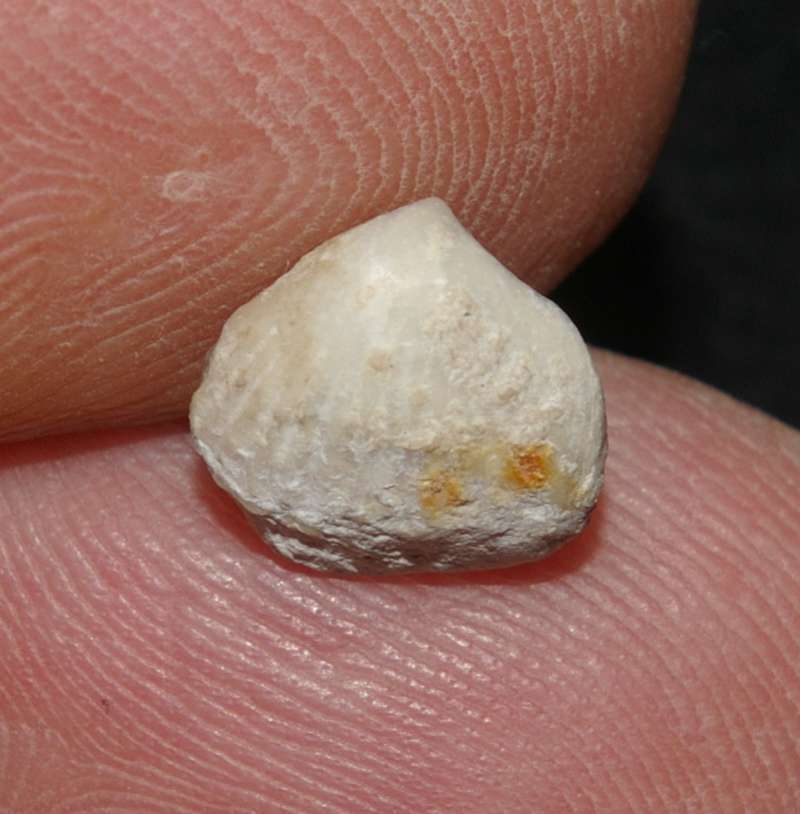 Rhynchonella cuvieri