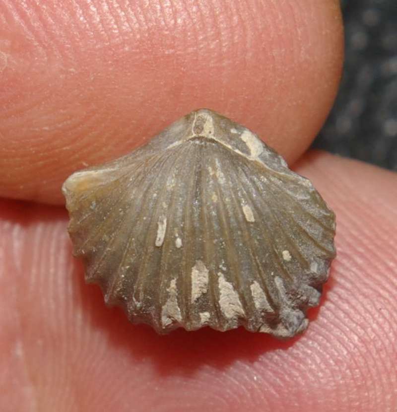 Cardinirhynchia acuticostula