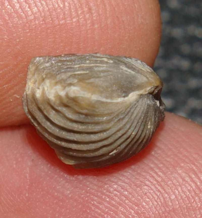 Cardinirhynchia acuticostula