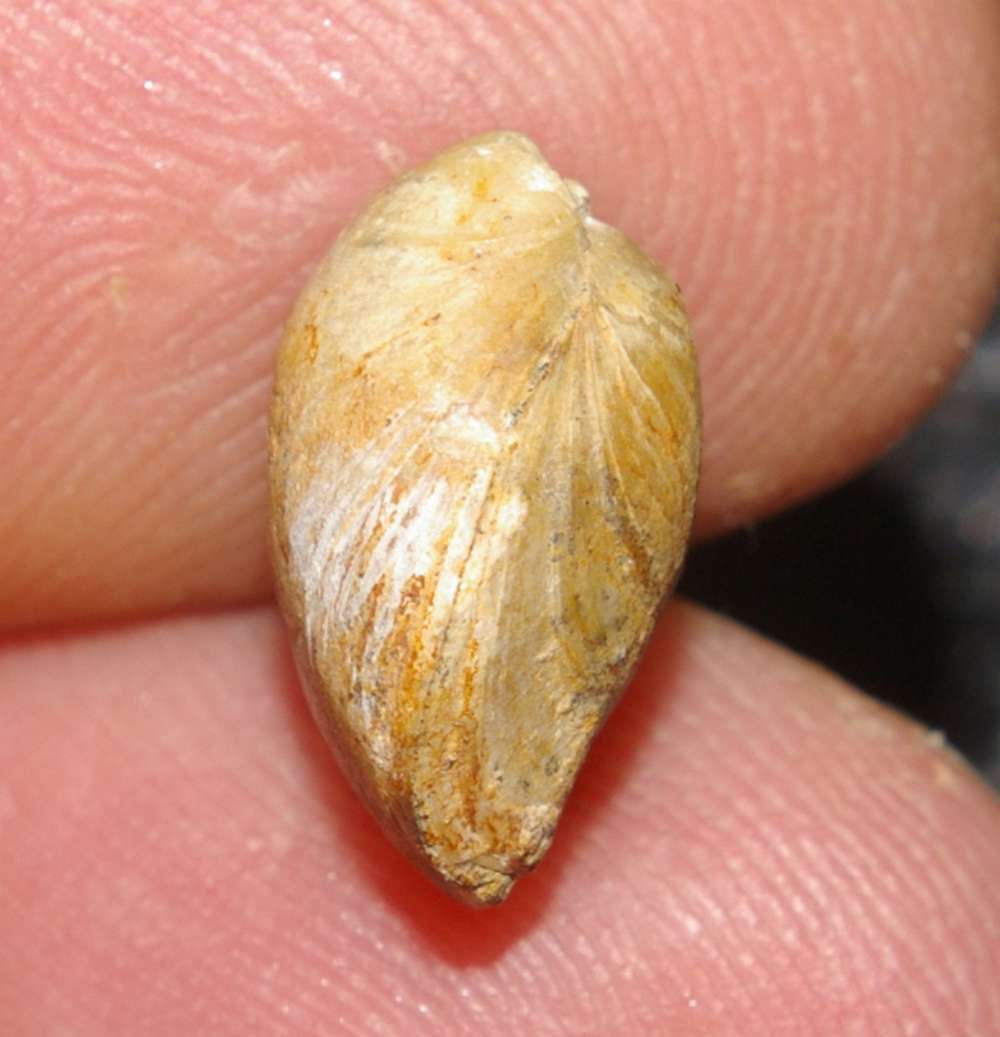 Caryona sp.