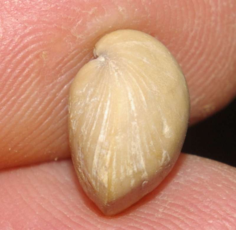 Jurassic, Oxfordian fossil brachiopod