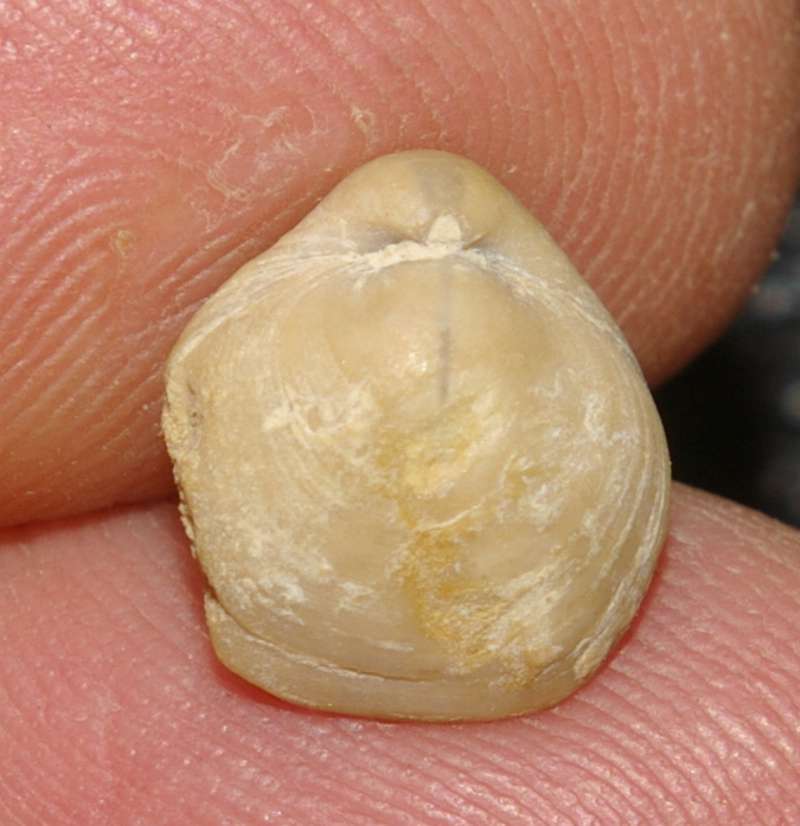 Jurassic, Oxfordian fossil brachiopod