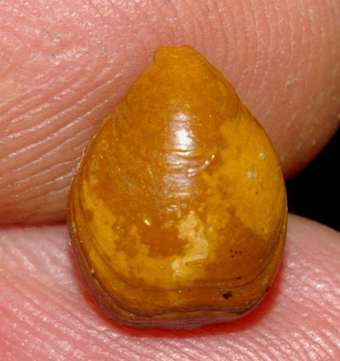 Rugitela