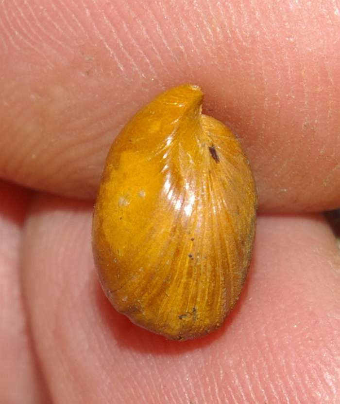 Rugitela