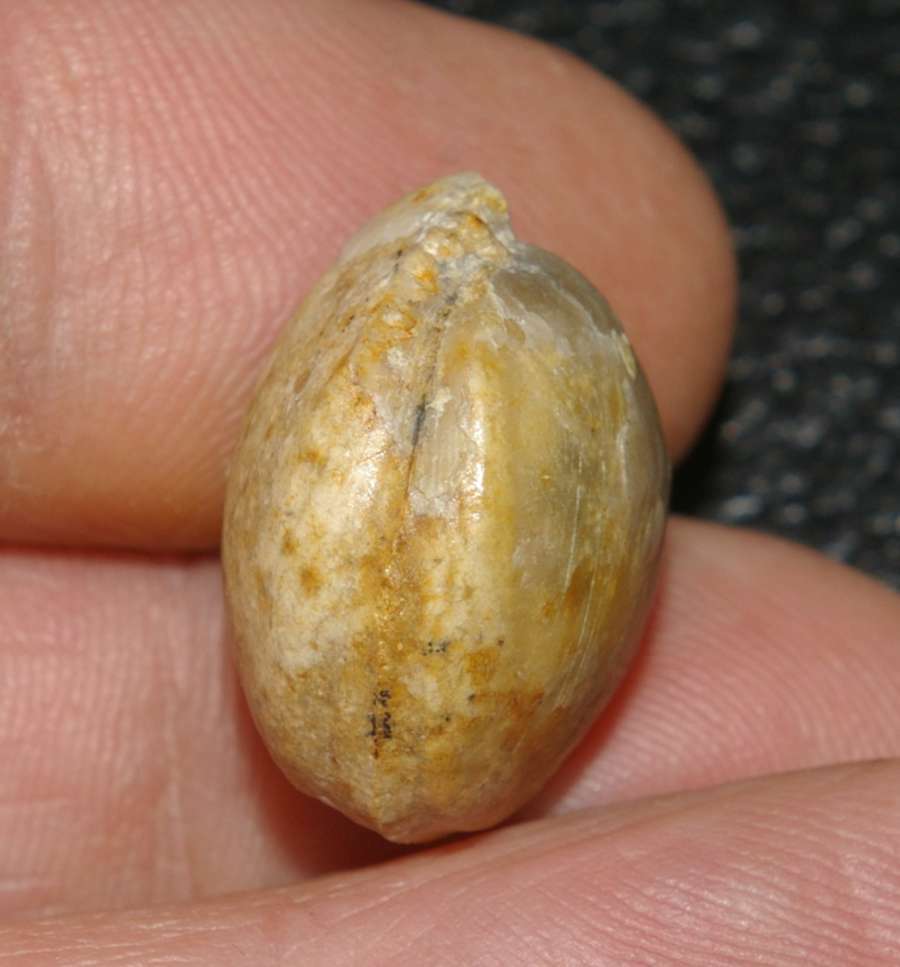 Zeilleria