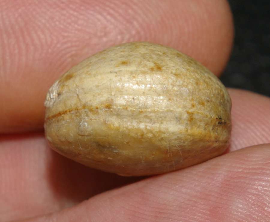 Zeilleria
