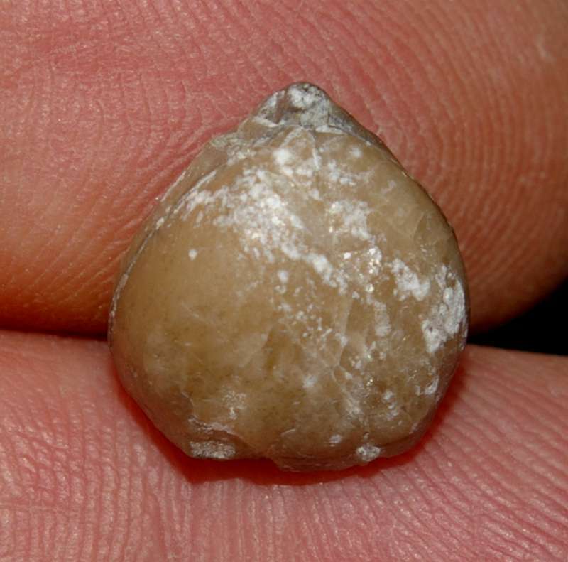 Cambrian fossil brachiopod