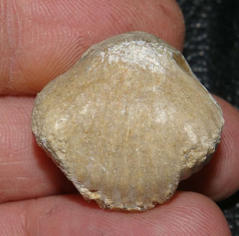 Septaliphoria moravica