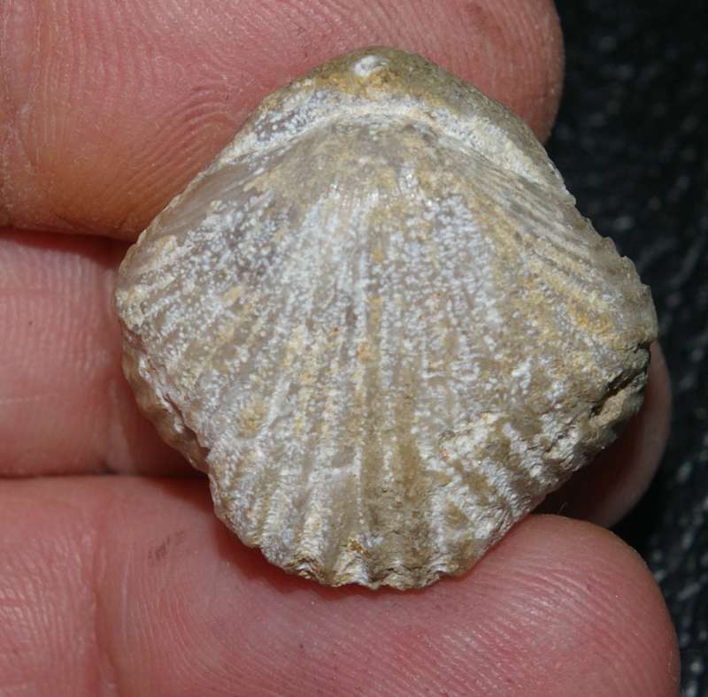 Septaliphoria moravica
