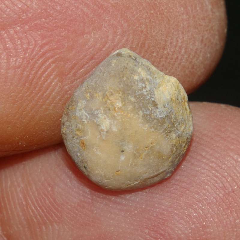 Tamarella tamarindus