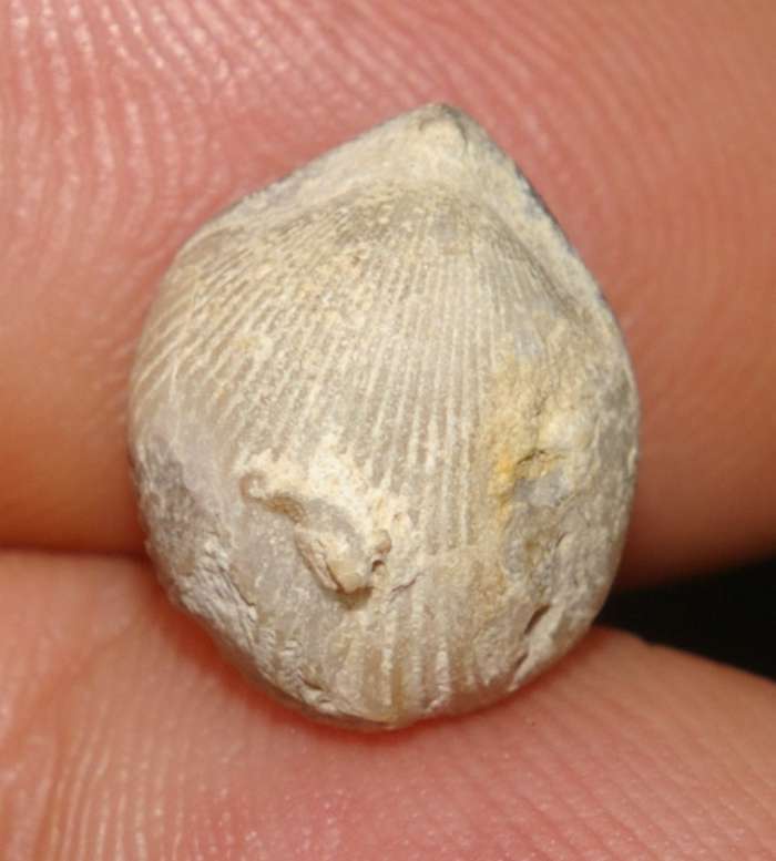 Burrirhynchia viai