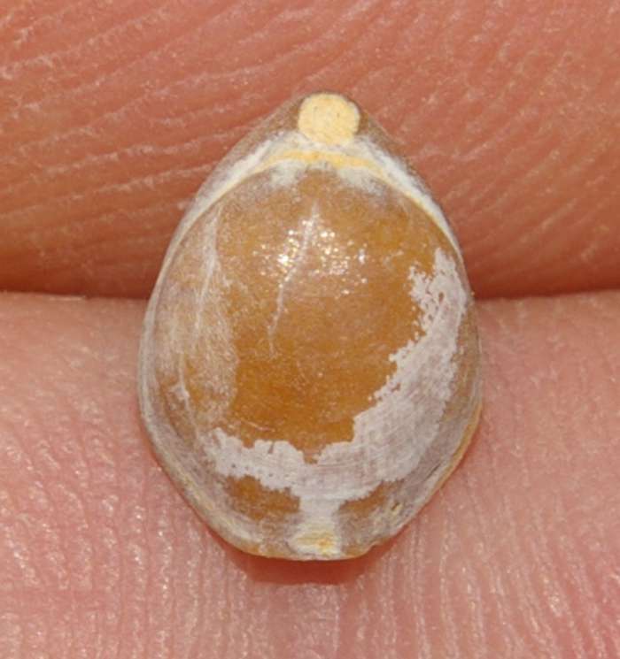  Hadrosia convexa
