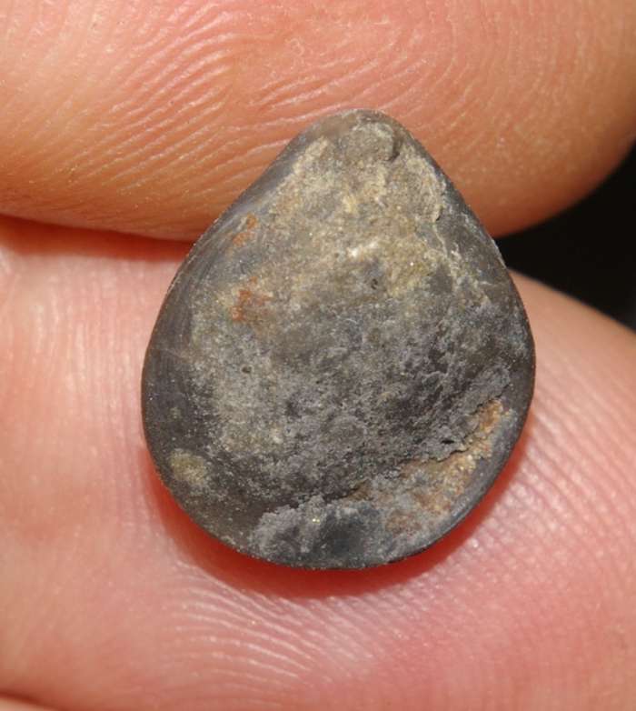  Advenina villerensis