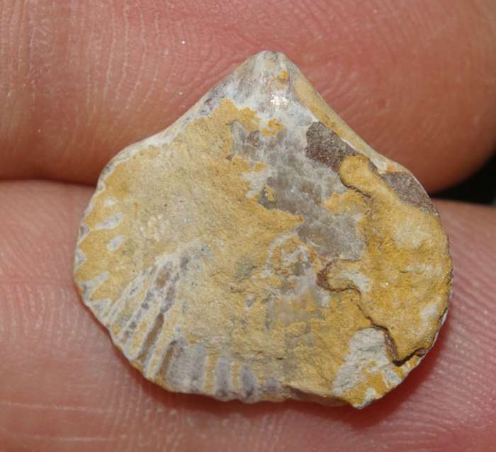  Lepidorhynchia dichotoma