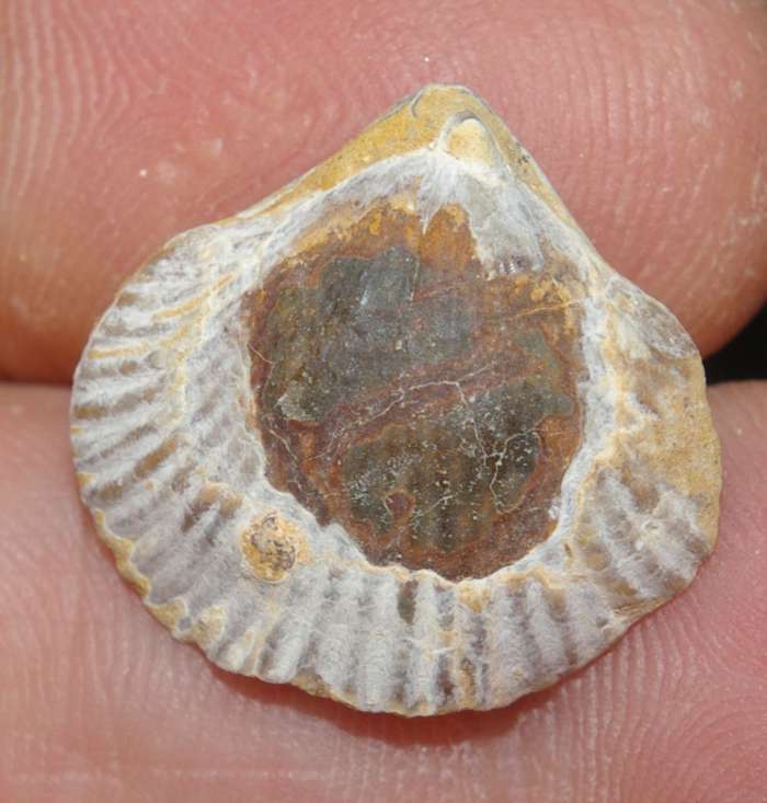  Lepidorhynchia dichotoma