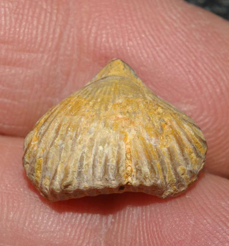  Lamellaerhynchia oweni