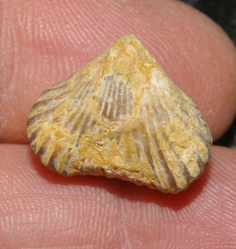  Lamellaerhynchia oweni