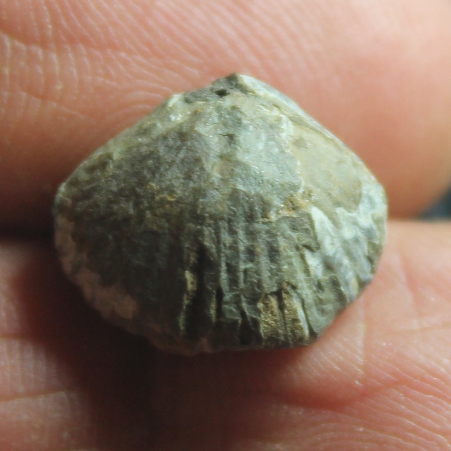  Ptychomaletoechia omaliusi