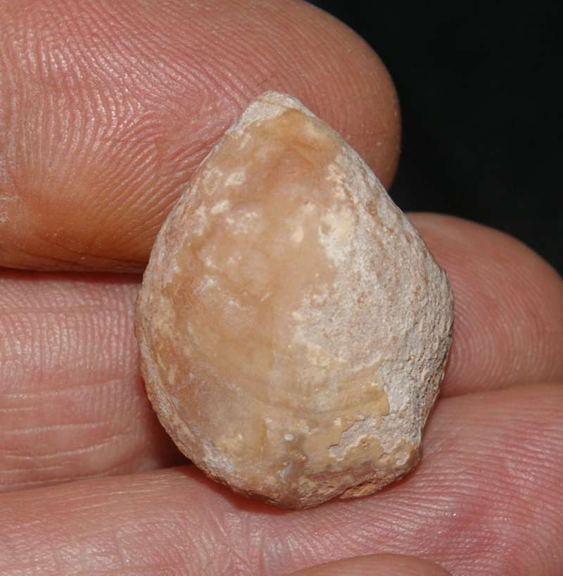  Rhapidothyris delorenzoi
