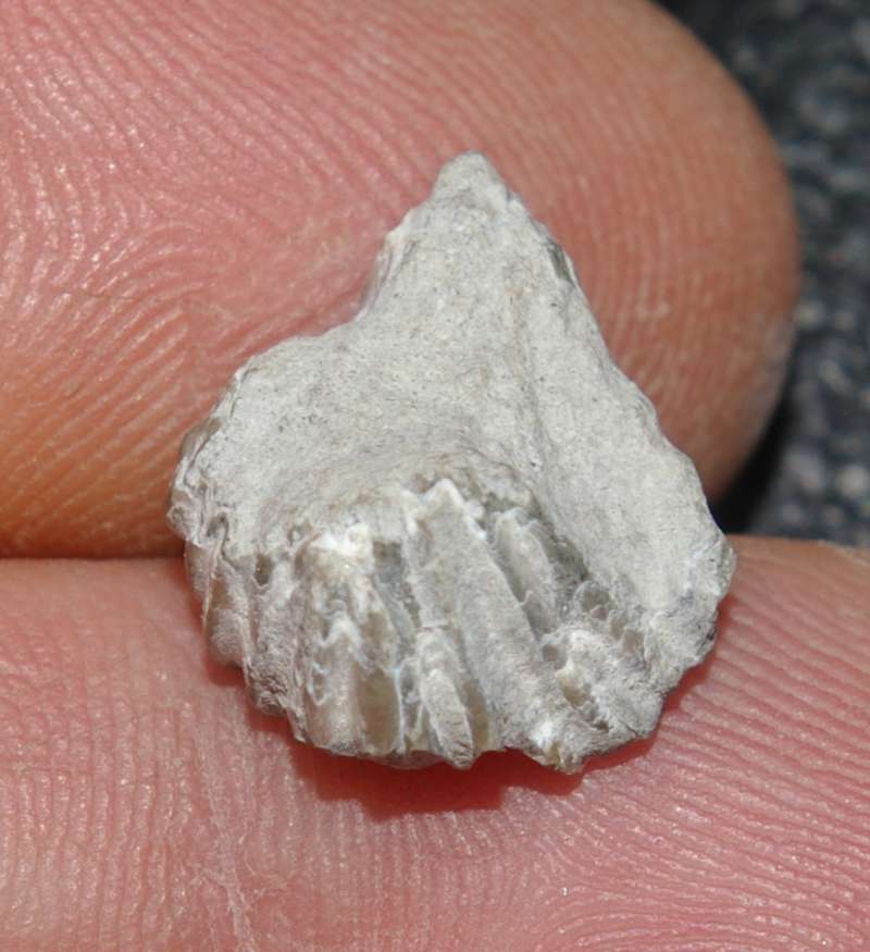  Lamellaerhynchia picteti