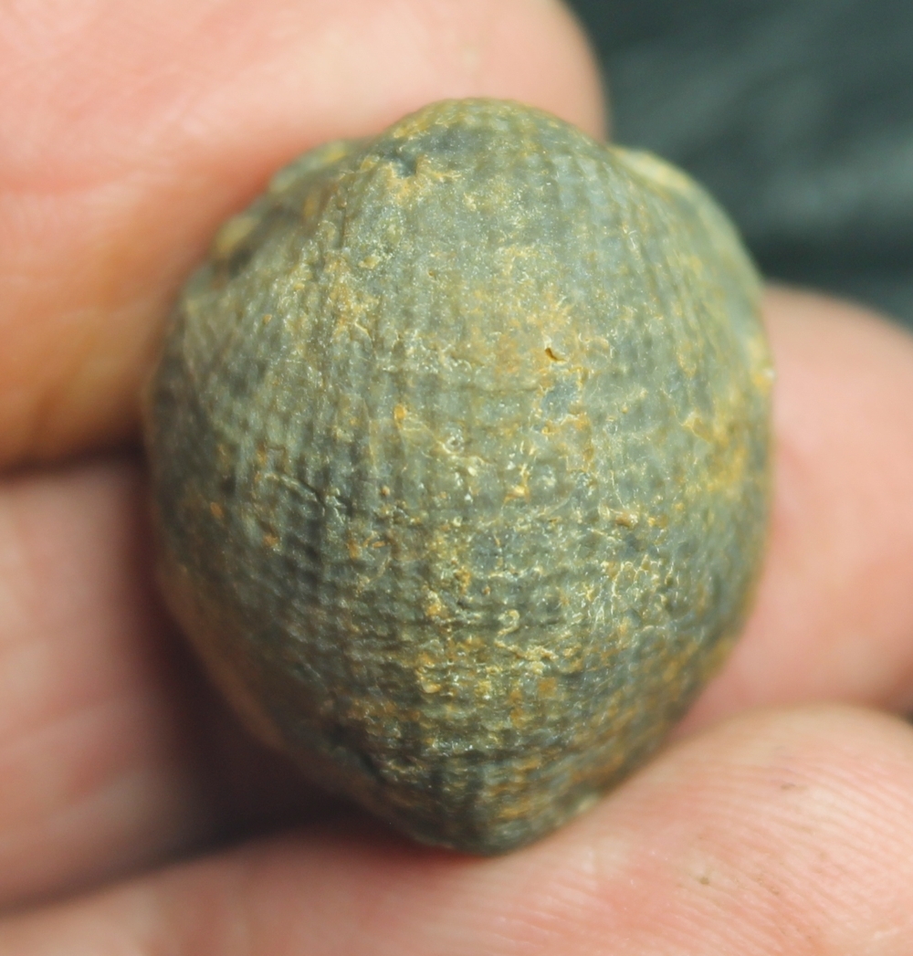 Devonian brachiopod