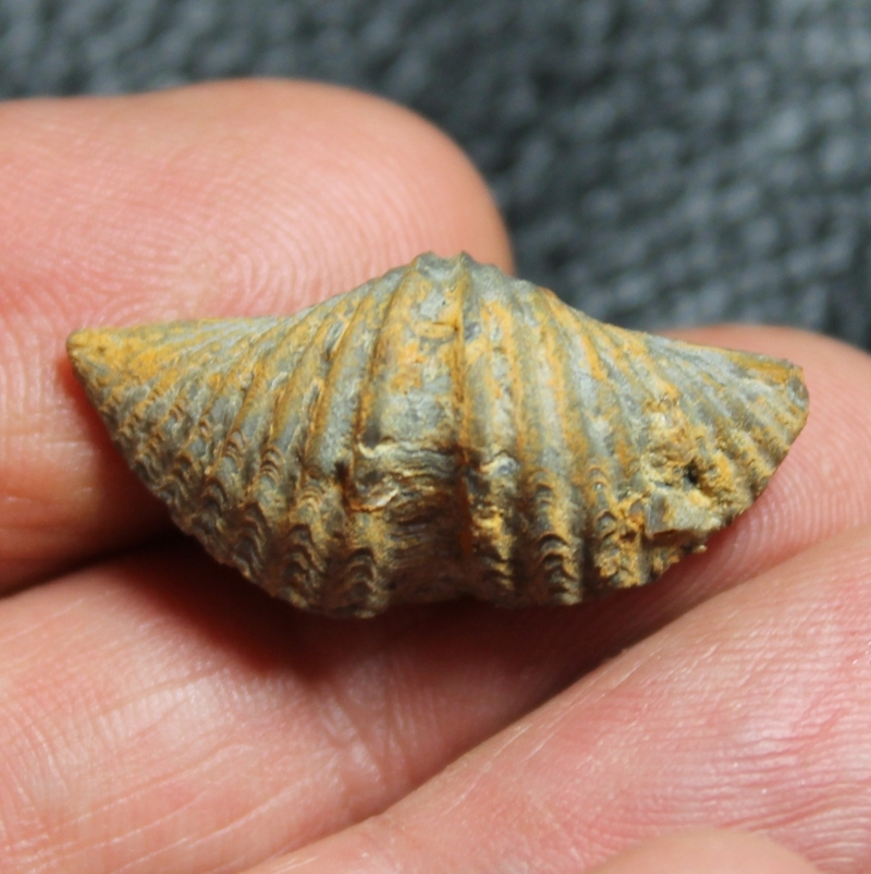 Eleutherokomma diluvianoides