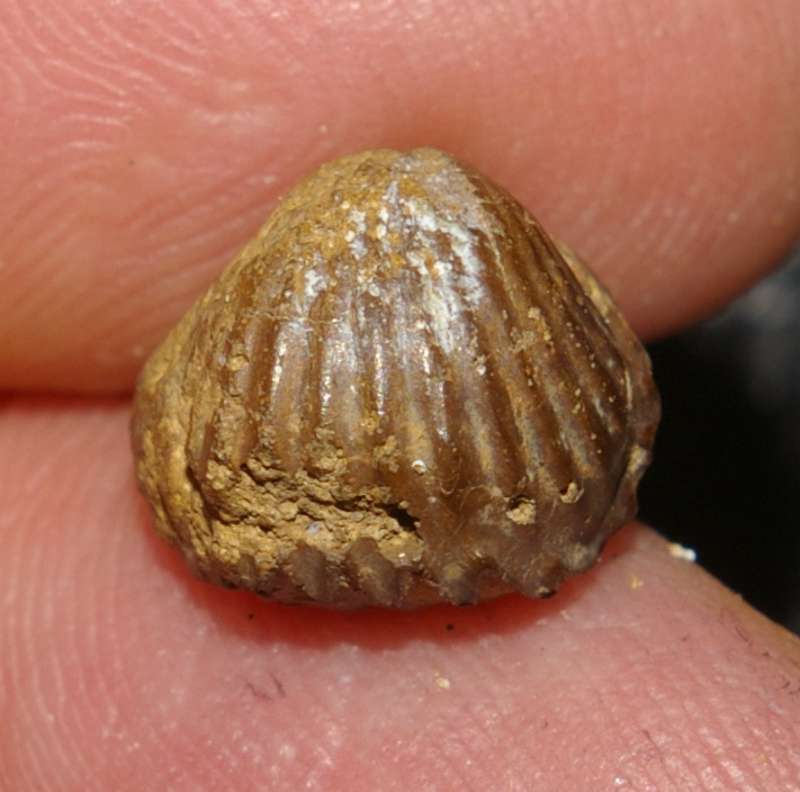 Tetrarhynchia tetrahedra